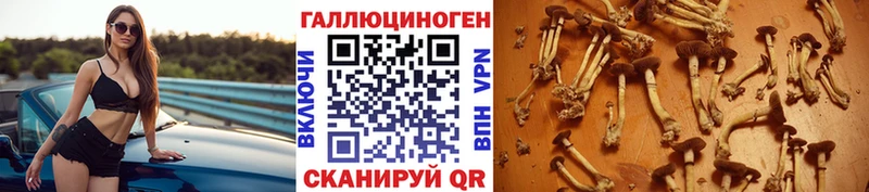 как найти закладки  Новозыбков  Псилоцибиновые грибы Psilocybine cubensis 