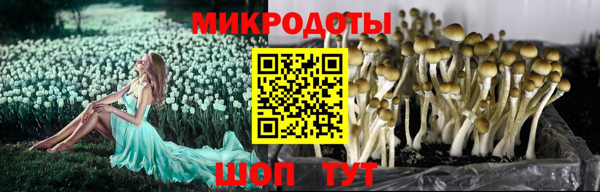 Новозыбков  Галлюциногенные грибы GOLDEN TEACHER  Вход с VPN 
